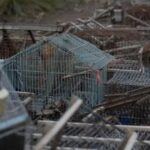 regresan-a-su-habitat-aves-rescatadas-del-trafico-ilegal-en-mendoza