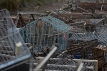 regresan-a-su-habitat-aves-rescatadas-del-trafico-ilegal-en-mendoza