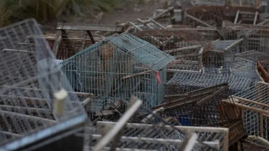 regresan-a-su-habitat-aves-rescatadas-del-trafico-ilegal-en-mendoza