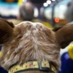 mascotas-arriba-del-colectivo:-el-congreso-busca-obligar-a-las-empresas-y-se-termina-el-“depende-del-chofer”