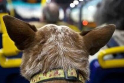 mascotas-arriba-del-colectivo:-el-congreso-busca-obligar-a-las-empresas-y-se-termina-el-“depende-del-chofer”