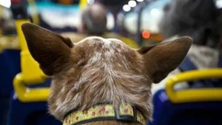 mascotas-arriba-del-colectivo:-el-congreso-busca-obligar-a-las-empresas-y-se-termina-el-“depende-del-chofer”