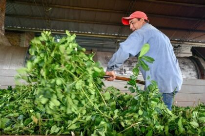 crisis-yerbatera-|-diputados-nacionales-impulsan-la-restitucion-de-facultades-del-inym:-“eliminaron-algo-que-funcionaba”