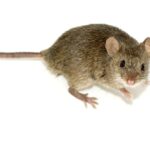 posadas-refuerza-el-control-de-roedores-para-prevenir-la-leptospirosis-en-la-ciudad