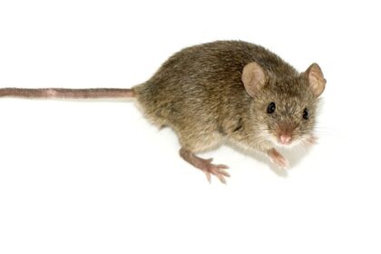 posadas-refuerza-el-control-de-roedores-para-prevenir-la-leptospirosis-en-la-ciudad