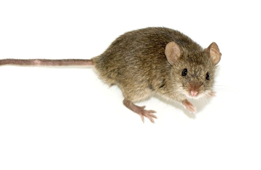 posadas-refuerza-el-control-de-roedores-para-prevenir-la-leptospirosis-en-la-ciudad