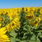 finalizo-una-cosecha-historica-de-girasol-y-se-espera-un-salto-abrupto-en-las-exportaciones