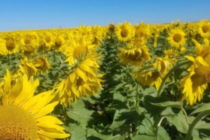 finalizo-una-cosecha-historica-de-girasol-y-se-espera-un-salto-abrupto-en-las-exportaciones