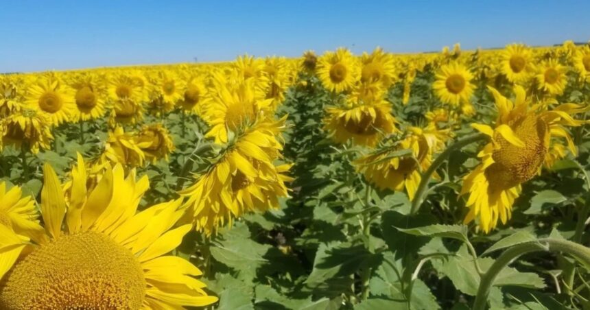 finalizo-una-cosecha-historica-de-girasol-y-se-espera-un-salto-abrupto-en-las-exportaciones