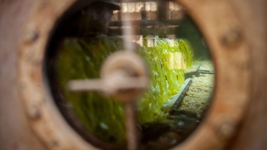 argentina-soyoil-trades-at-decade-low-to-united-states-on-harvest,-biofuels