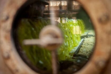 el-comercio-de-aceite-de-soja-argentino-a-estados-unidos-alcanza-su-nivel-mas-bajo-en-una-decada-en-el-momento-de-la-cosecha-y-los-biocombustibles