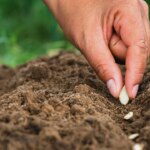 crean-capsulas-biodegradables-que-protegen-las-semillas-y-reducen-el-uso-de-herbicidas