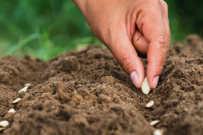 crean-capsulas-biodegradables-que-protegen-las-semillas-y-reducen-el-uso-de-herbicidas