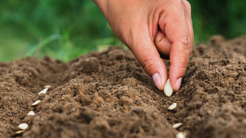crean-capsulas-biodegradables-que-protegen-las-semillas-y-reducen-el-uso-de-herbicidas