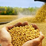 escandalo-en-europa:-detectan-transgenicos-prohibidos-en-la-soja-argentina-y-peligran-exportaciones-millonarias