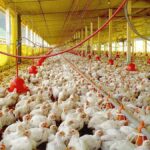las-importaciones-de-carne-alcanzaron-un-nuevo-record-en-marzo-y-advierten-por-la-subsistencia-de-pequenos-productores
