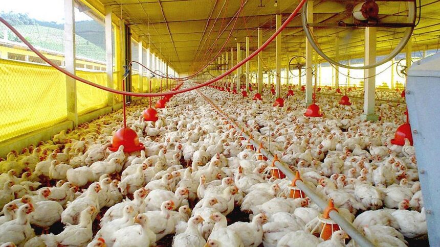 las-importaciones-de-carne-alcanzaron-un-nuevo-record-en-marzo-y-advierten-por-la-subsistencia-de-pequenos-productores