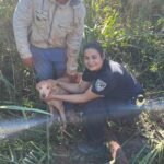 otra-oportunidad-para-“pitoca”-en-campo-viera:-rescataron-a-una-perra-que-paso-cuatro-dias-desaparecida-y-atrapada-en-un-pozo