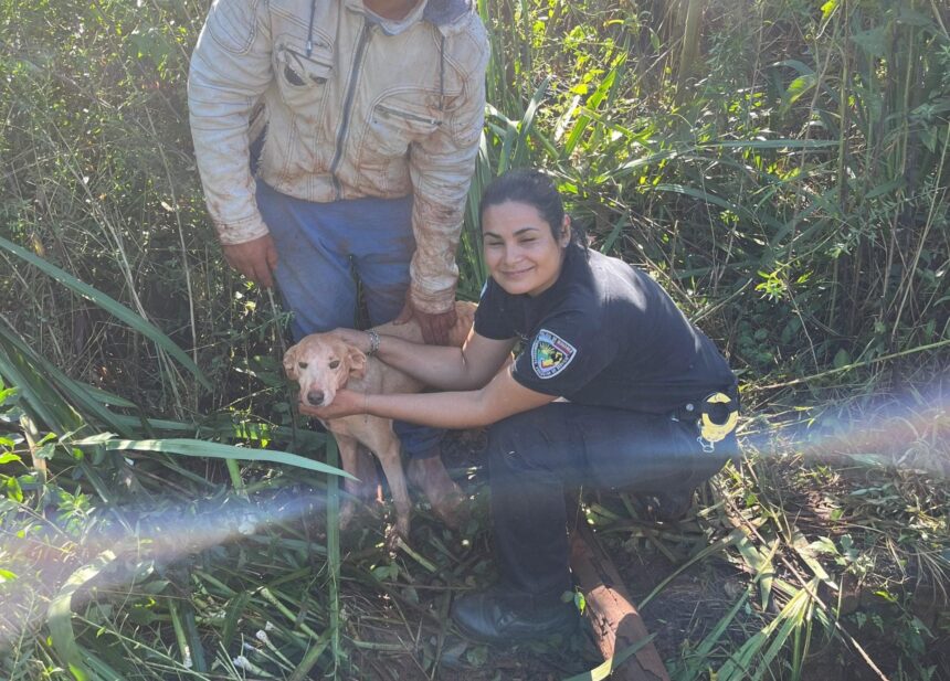 otra-oportunidad-para-“pitoca”-en-campo-viera:-rescataron-a-una-perra-que-paso-cuatro-dias-desaparecida-y-atrapada-en-un-pozo