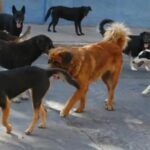 hito-historico-en-misiones:-por-primera-vez,-organizaciones-de-proteccion-animal-seran-querellantes-en-una-causa-judicial