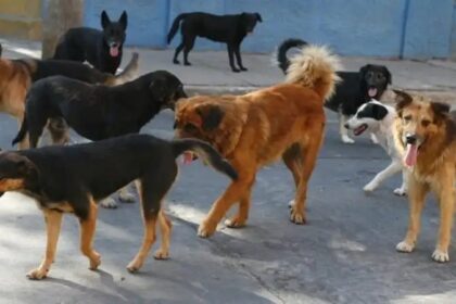 hito-historico-en-misiones:-por-primera-vez,-organizaciones-de-proteccion-animal-seran-querellantes-en-una-causa-judicial