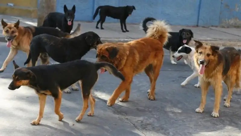 hito-historico-en-misiones:-por-primera-vez,-organizaciones-de-proteccion-animal-seran-querellantes-en-una-causa-judicial