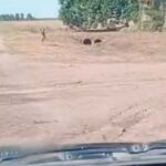el-emotivo-reencuentro-entre-un-perro-y-su-dueno-tras-una-intensa-busqueda:-“me-siento-feliz”