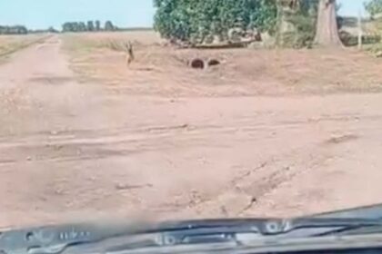 el-emotivo-reencuentro-entre-un-perro-y-su-dueno-tras-una-intensa-busqueda:-“me-siento-feliz”