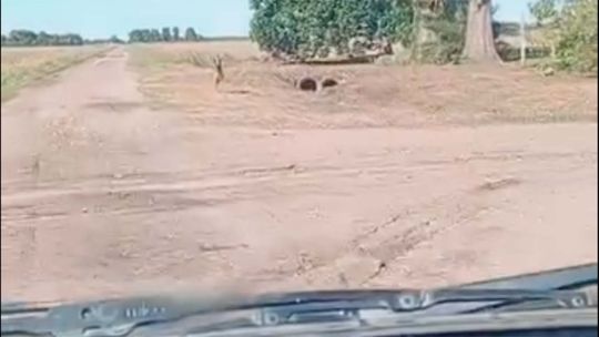 el-emotivo-reencuentro-entre-un-perro-y-su-dueno-tras-una-intensa-busqueda:-“me-siento-feliz”