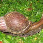 alerta-en-el-norte-argentino-por-el-caracol-gigante-africano:-advierten-sobre-su-expansion-y-riesgos-para-la-salud
