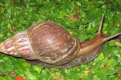 alerta-en-el-norte-argentino-por-el-caracol-gigante-africano:-advierten-sobre-su-expansion-y-riesgos-para-la-salud