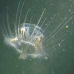 invasion-silenciosa-en-la-patagonia:-alertan-por-el-avance-de-una-medusa-asiatica-en-los-lagos-de-rio-negro