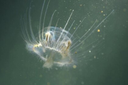 invasion-silenciosa-en-la-patagonia:-alertan-por-el-avance-de-una-medusa-asiatica-en-los-lagos-de-rio-negro