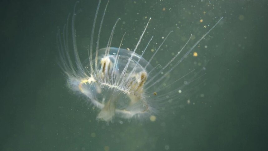 invasion-silenciosa-en-la-patagonia:-alertan-por-el-avance-de-una-medusa-asiatica-en-los-lagos-de-rio-negro
