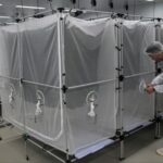 brasil-apuesta-a-la-liberacion-masiva-de-insectos-infectados-con-la-bacteria-wolbachia-para-contener-la-epidemia-de-dengue