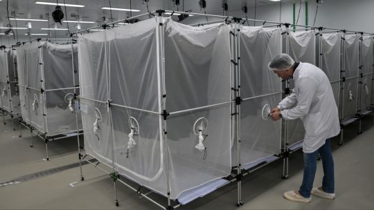 brasil-apuesta-a-la-liberacion-masiva-de-insectos-infectados-con-la-bacteria-wolbachia-para-contener-la-epidemia-de-dengue