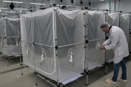brasil-apuesta-a-la-liberacion-masiva-de-insectos-infectados-con-la-bacteria-wolbachia-para-contener-la-epidemia-de-dengue