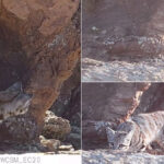 mendoza-|-nuevo-hallazgo-de-gato-andino-en-malargue,-proximo-al-area-natural-protegida-la-payunia