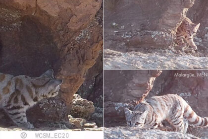 mendoza-|-nuevo-hallazgo-de-gato-andino-en-malargue,-proximo-al-area-natural-protegida-la-payunia