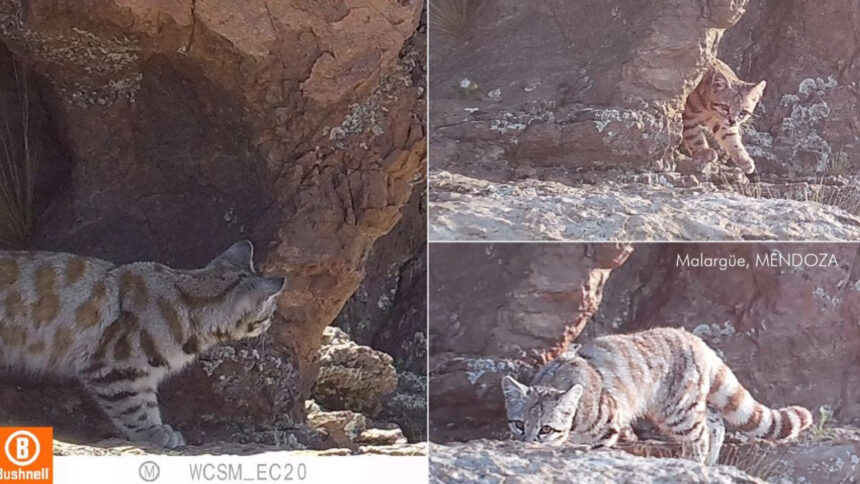 mendoza-|-nuevo-hallazgo-de-gato-andino-en-malargue,-proximo-al-area-natural-protegida-la-payunia
