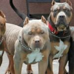 salto-encantado:-regulan-la-tenencia-de-perros-potencialmente-peligrosos-y-crean-un-registro-obligatorio