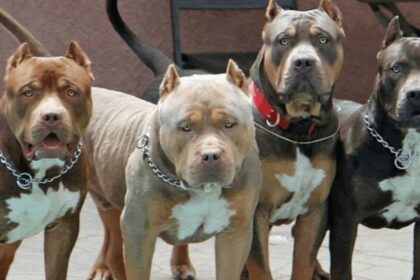 salto-encantado:-regulan-la-tenencia-de-perros-potencialmente-peligrosos-y-crean-un-registro-obligatorio