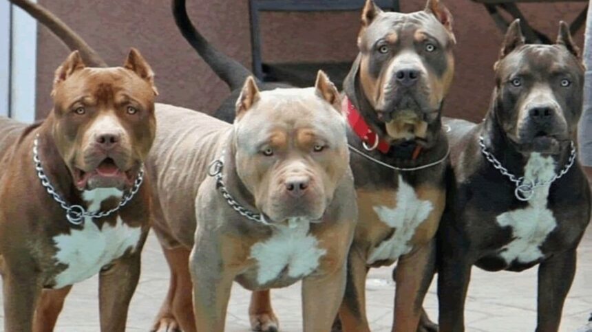 salto-encantado:-regulan-la-tenencia-de-perros-potencialmente-peligrosos-y-crean-un-registro-obligatorio