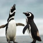 alerta-en-la-patagonia:-detectan-«quimicos-eternos»-en-mas-del-90%-de-los-pinguinos-analizados