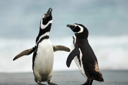 alerta-en-la-patagonia:-detectan-«quimicos-eternos»-en-mas-del-90%-de-los-pinguinos-analizados