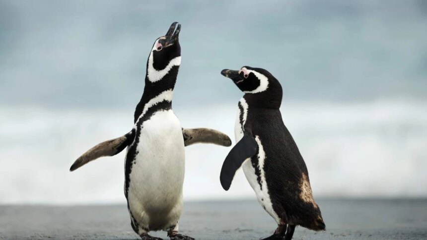 alerta-en-la-patagonia:-detectan-«quimicos-eternos»-en-mas-del-90%-de-los-pinguinos-analizados