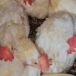 a-punto-de-sacrificados:-rescataron-a-mas-de-40-animales-de-un-templo-umbanda-al-que-iba-morena-rial
