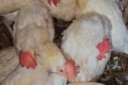 a-punto-de-sacrificados:-rescataron-a-mas-de-40-animales-de-un-templo-umbanda-al-que-iba-morena-rial