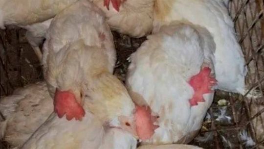 a-punto-de-sacrificados:-rescataron-a-mas-de-40-animales-de-un-templo-umbanda-al-que-iba-morena-rial