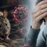 alerta-por-hantavirus-en-argentina:-advierten-que-el-cambio-climatico-y-el-contacto-humano-disparan-los-contagios